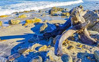 hermosa Pacífico playa con lavado arriba árbol maletero madera México. foto