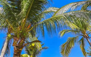 Tropical natural palm tree coconuts blue sky in Mexico. photo