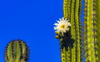 Tropical cacti cactus plants with white flower blossom Mexico. photo