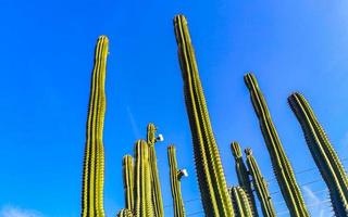 Tropical cacti cactus plants natural jungle Puerto Escondido Mexico. photo