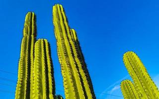 Tropical cacti cactus plants natural jungle Puerto Escondido Mexico. photo