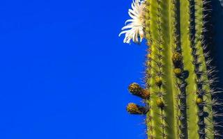 Tropical cacti cactus plants with white flower blossom Mexico. photo