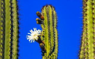 Tropical cacti cactus plants with white flower blossom Mexico. photo