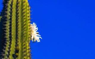 Tropical cacti cactus plants with white flower blossom Mexico. photo