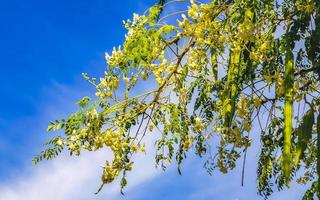Seeds of moringa tree on green tree with blue sky Mexico. photo