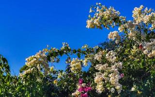 Bougainvillea pink white flowers blossoms in Puerto Escondido Mexico. photo