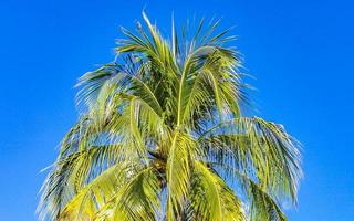 Tropical natural palm tree coconuts blue sky in Mexico. photo
