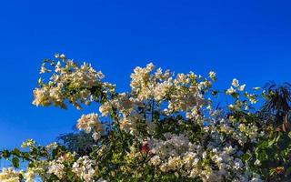 Bougainvillea pink white flowers blossoms in Puerto Escondido Mexico. photo