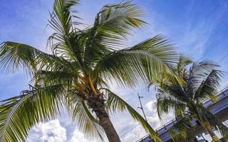 Tropical natural palm tree palm dates blue sky Mexico. photo