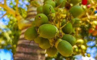 Palm tree red green palm dates nuts seeds betel nuts. photo