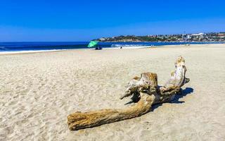 Beautiful pacific beach with washed up tree trunk wood Mexico. photo