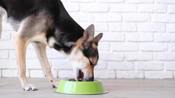Cute mixed breed dog eating from the bowl at home lying on the floor, white brick wall background video