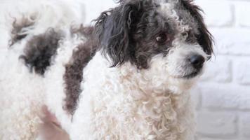 linda mezclado raza perro comiendo desde el cuenco a hogar acostado en el piso, blanco ladrillo pared antecedentes video