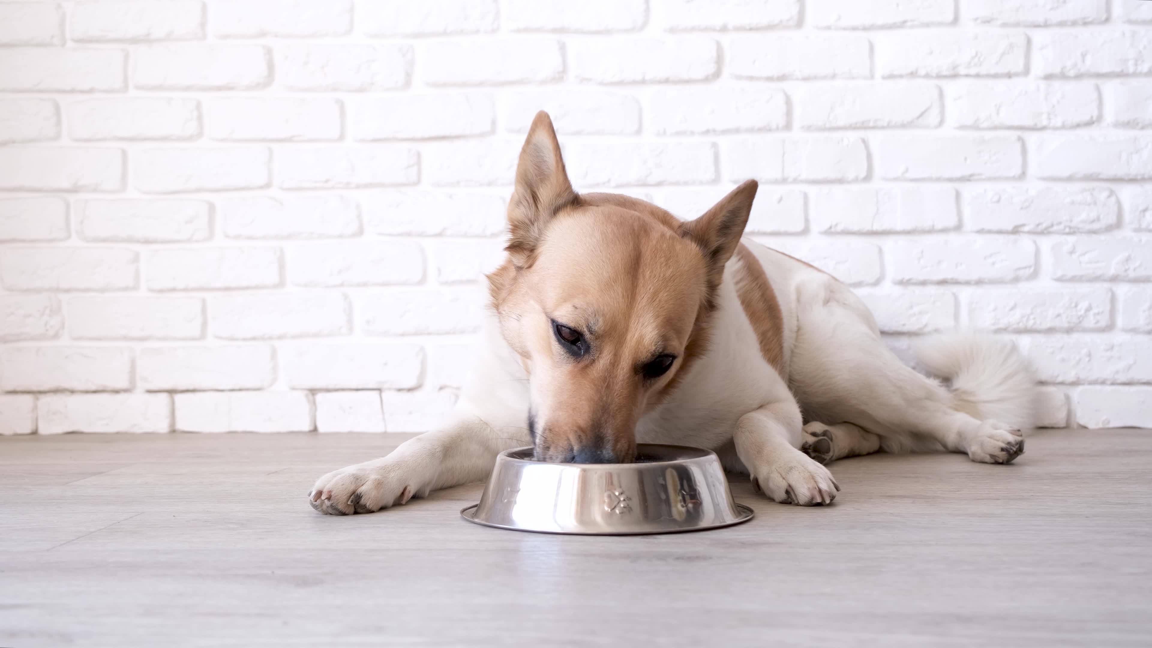 Can A Dog Eat Lying Down