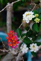 rojo y blanco lantana flores en un maceta foto