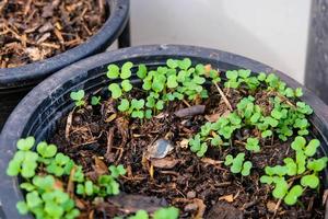 pequeño germinado coles en un maceta de suelo foto