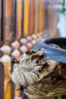wasps working on building their nest photo