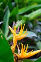 bright yellow pointy Bird of Paradise photo