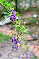 hermosa pequeño púrpura flores manojo en el jardín foto