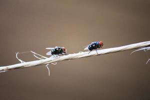 Two Chrysomya megacephala were walking on the rope photo