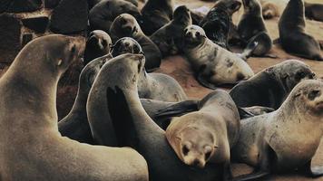 colonia de focas en el capa cruzar naturaleza reserva en Namibia video