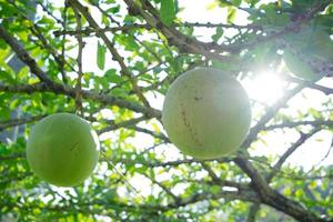 Calabash Tree is a medium-sized succulent shrub. At the end of the leaves are thorny lobes, the edges are smooth, the fruit is spherical. photo
