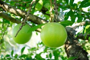 Calabash Tree is a medium-sized succulent shrub. At the end of the leaves are thorny lobes, the edges are smooth, the fruit is spherical. photo