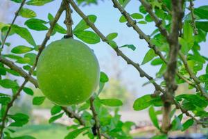 Calabash Tree is a medium-sized succulent shrub. At the end of the leaves are thorny lobes, the edges are smooth, the fruit is spherical. photo