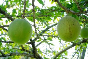 Calabash Tree is a medium-sized succulent shrub. At the end of the leaves are thorny lobes, the edges are smooth, the fruit is spherical. photo