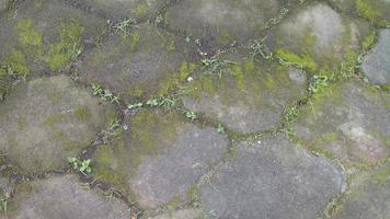 The cement floor outside was covered in green moss photo