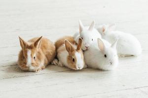 A group of cute Easter bunny rabbits on the living room floor. Beautiful cute pets. photo