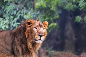 Asiatic male lion photo