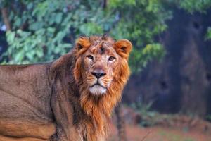 Asiatic male lion photo