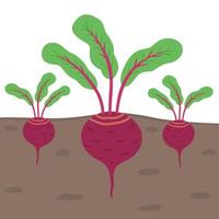 Beets in the ground. Illustration for printing, backgrounds, covers and packaging. Image can be used for greeting cards, posters, stickers and textile. Isolated on white background. vector