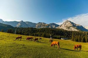 ver de el Alpes montaña Austria. foto