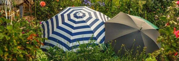 open umbrellas lie on the ground, autumn photo