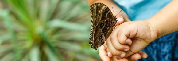 Butterfly on hand in jungle the beauty of nature photo