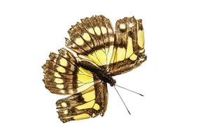 color mariposa volador, aislado en blanco foto