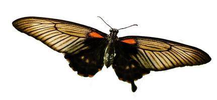 Beautiful butterfly upper wing profile isolated on white background. photo