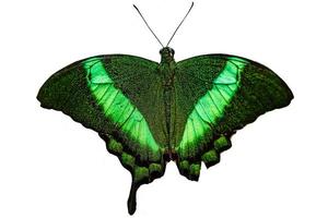 hermosa verde mariposa Superior ala perfil volador arriba. foto
