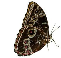 exótico mariposa aislado en blanco antecedentes foto