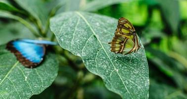 Butterfly on flower in nature photo