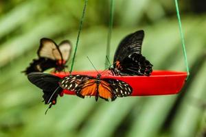 mariposas son ajuste en comida alimentador en jardín. foto