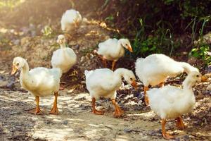 A flock of small geese are on the trail with green herbs photo