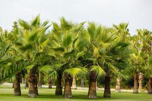 Coconut palm trees, beautiful tropical background, vintage filter photo