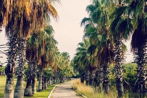 Alley of palm trees to the sea photo