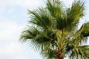 Palm trees against blue sky. photo