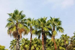 Alley of palm trees to the sea photo