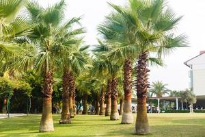 Alley of palm trees to the sea photo