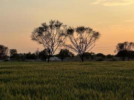 Beautiful view of green wheat agricultural field on cloudy spring day. Agricultural landscape view photo